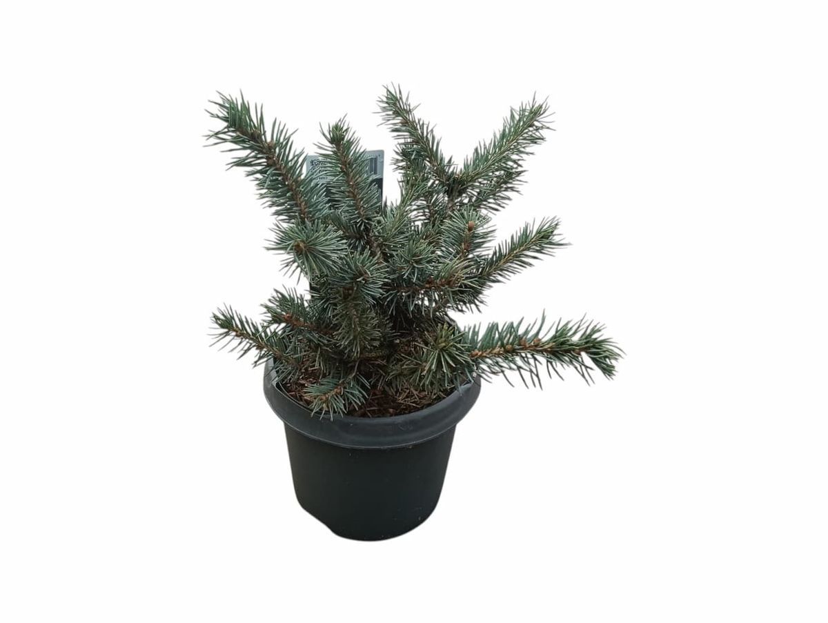 Picea pungens Karpaten