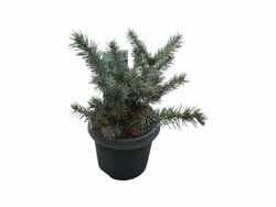 Picea pungens Karpaten