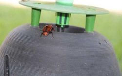 Picusan Trampa Del Picudo Rojo