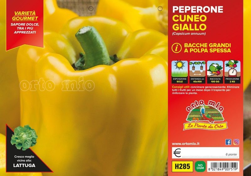 Pimiento Amarillo Cuneo 6 Plantas en Pack
