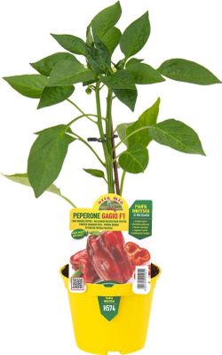 Pimiento Cuadrado Rojo 1 Planta en M-10 Injertado