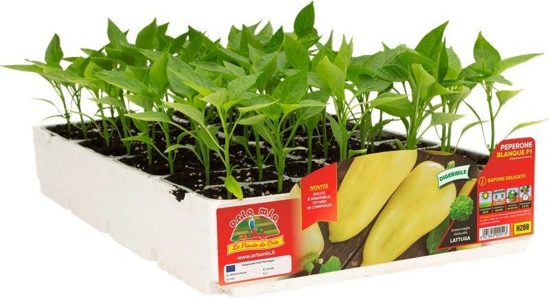 Pimiento de Cuerno Citrino 6 Plantas En Pack