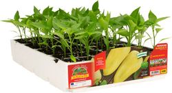 Pimiento de Cuerno Citrino 6 Plantas En Pack