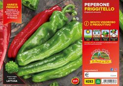 Pimiento Friggitello F1 Napolitano Friarello 6 Plantas En Pack