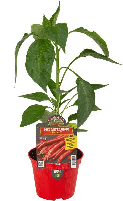 Pimiento Largo Picante 1 Planta en M-10