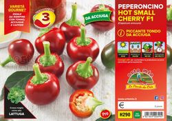 Pimiento Picante Redondo Topik 6 Plantas En Pack