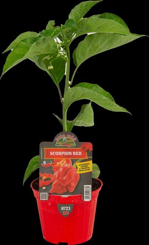 Pimiento Picante Scorpion Rojo 1 Planta en M-10