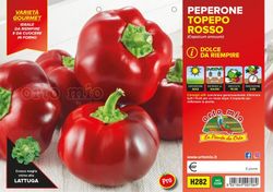 Pimiento Topepo Rojo Para Hornear 6 Plantas En Pack