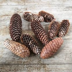 Piñas cilíndricas naturales 40 uds