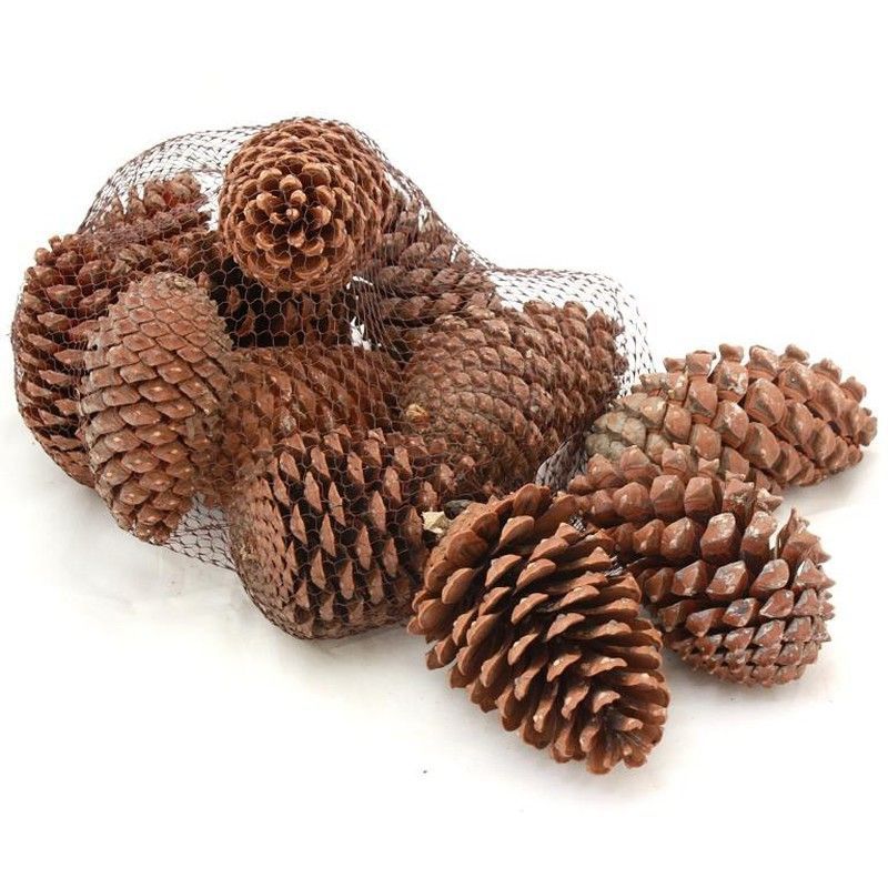 Piñas naturales 10/14 cm 12 unidades