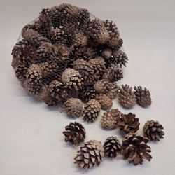 Piñas Naturales 3/6 cm 100 unidades