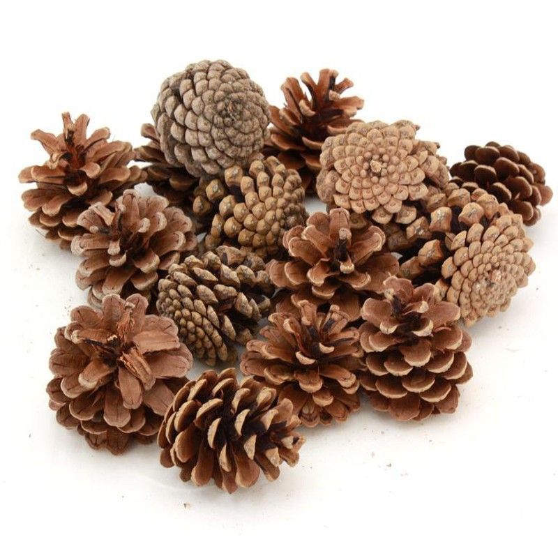 Piñas Naturales 6/8 cm 50 unidades