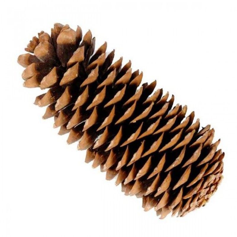 Piñas Naturales Gigantes