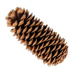 Piñas Naturales Gigantes