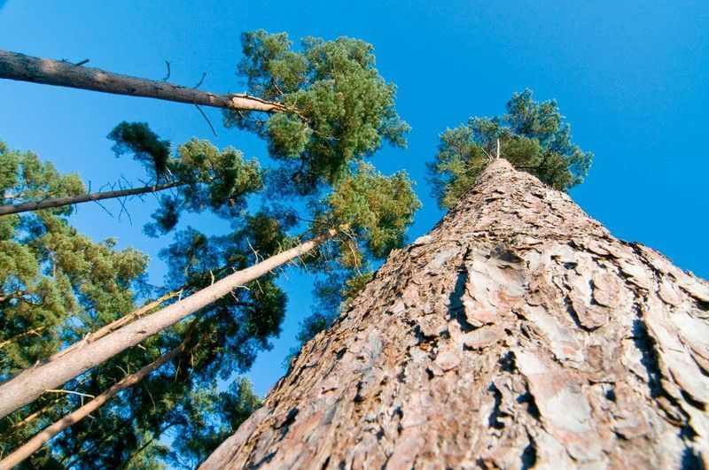 Pino albar, pino rojo, pino silvestre, Pinus sylvestris