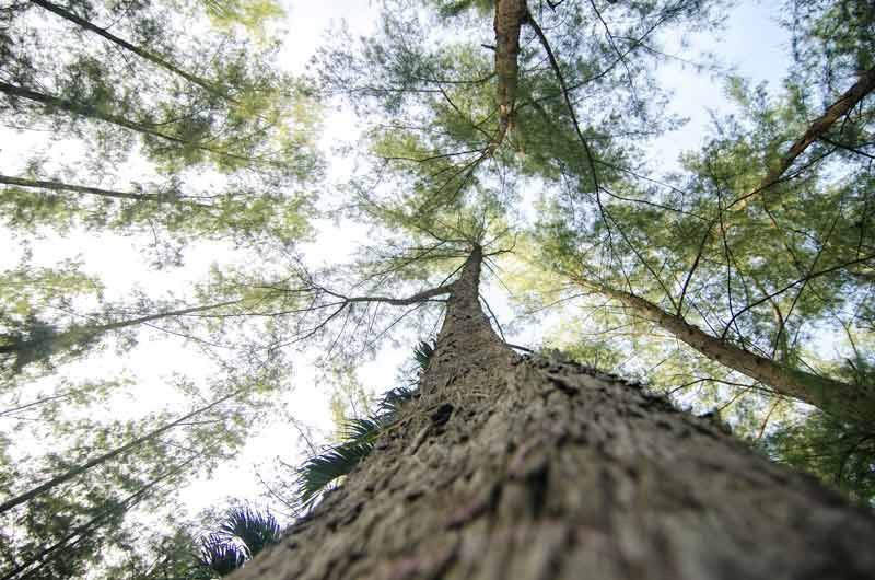 Pino australiano, pino de París, árbol de la tristeza, Casuarina equisetifolia