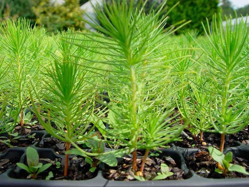 Pino insignis, insigne, pino de monterrey, Pinus radiata