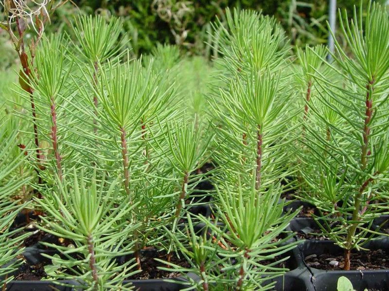 Pino marítimo, pino gallego, pino negral,  Pinus pinaster