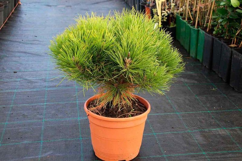 Pino negro de bola, Pinus nigra Marie Bregeon