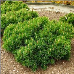 Pinus Mugo