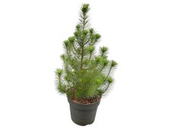 Pinus pinea "Silver Crest"