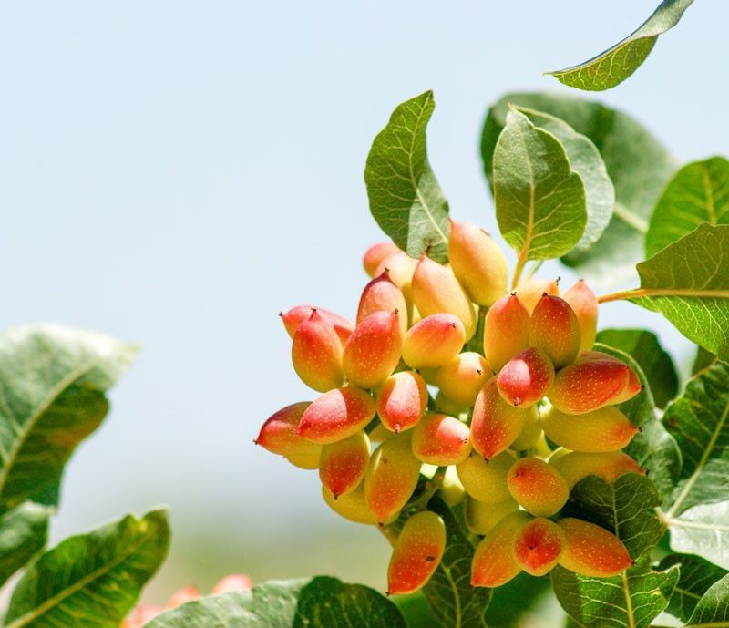 PISTACHO HEMBRA C-25