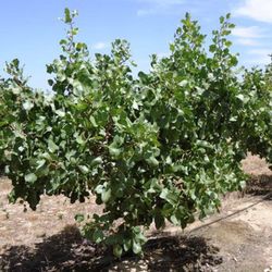 Pistacho Pistacea Vera