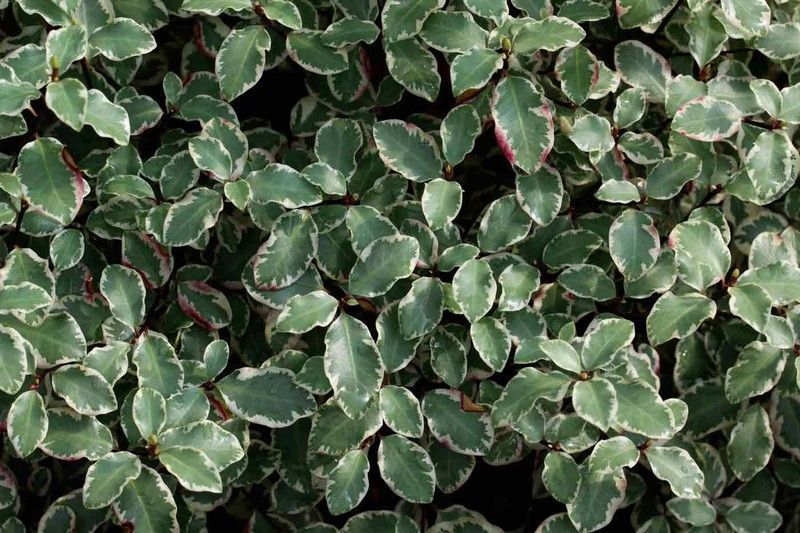 Pitosporo Victoria, Pittosporum tenuifolium "Victoria"