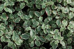 Pitosporo Victoria, Pittosporum tenuifolium "Victoria"