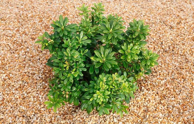 Pittosporum tobira nana