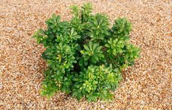 Pittosporum tobira nana