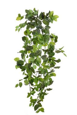 Planta artificial, Fitonia colgante