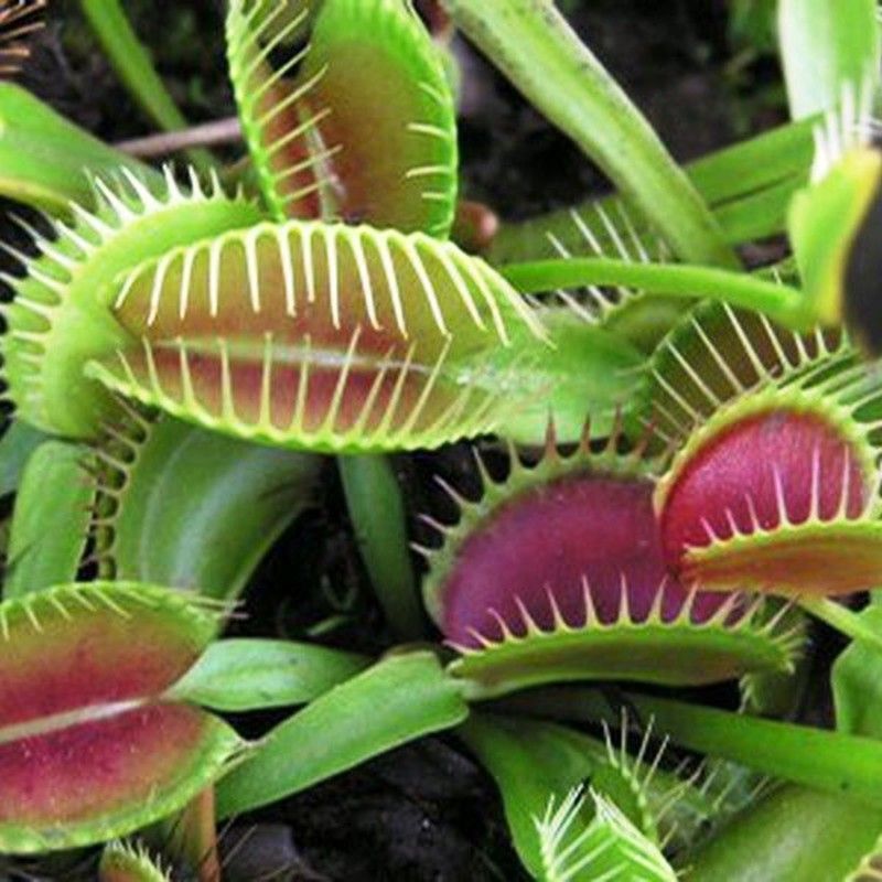 Planta Carnivora Dionea Muscipula