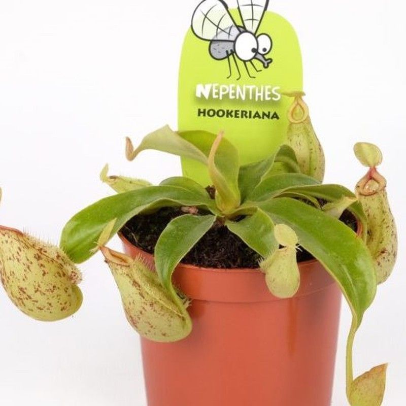 Planta Carnivora Nepenthes