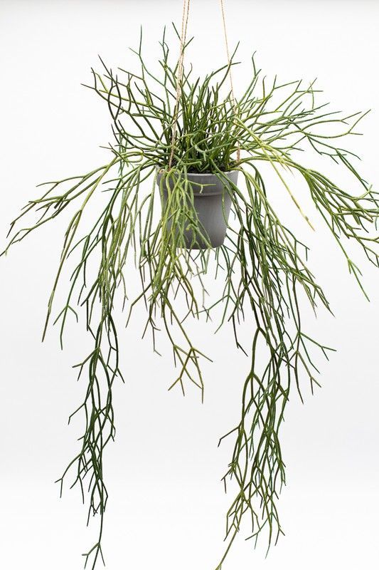Planta colgante de rhipsalis