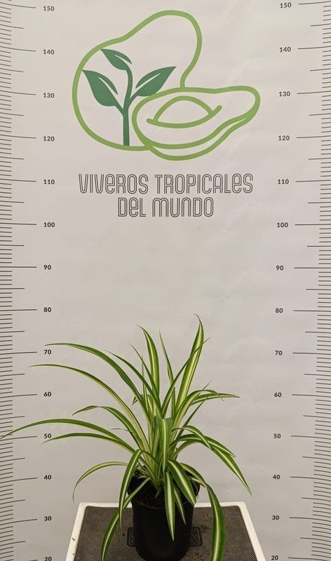 Planta de Cinta (Chlorophytum comosum, Lazo de Amor) M-13