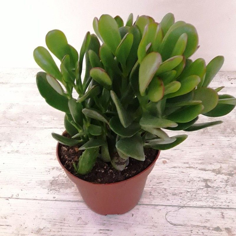 Planta de Jade, Crassula Ovata