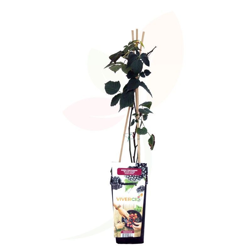 Planta de Zarzamoras Rubus fruticosa