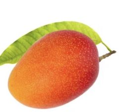 Planta o árbol de Mango Irwin (Mangifera Indica) Patrón porta injertos Gomera-3/ Planta de 2 Año