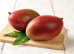 Planta o árbol de Mango (Mangifera Indica) Variedad Palmer Rojo/Patrón porta injertos Gomera-3/ Planta de 2 año
