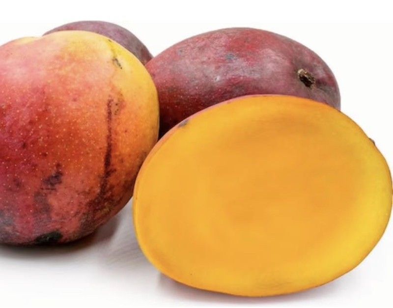 Planta o árbol de Mango (Mangifera Indica) Variedad Tommy Atkins/ Patrón porta injertos Gomera-3/ Planta de 2 año