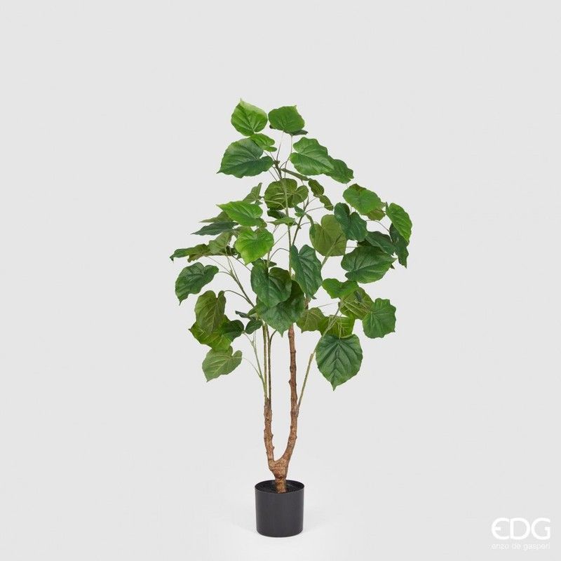 Planta Paulonia con Maceta, 120cm