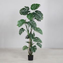 Planta Philo Dividida en Maceta de Plástico Negro, 180cm