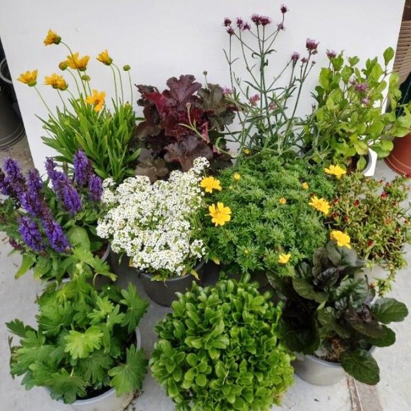 Planta Rocalla Variada caja 10 uds.