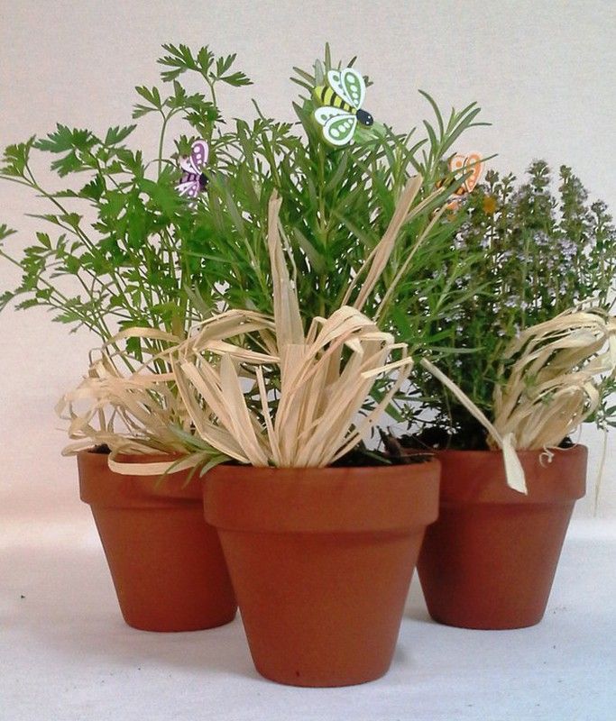 Plantas Aromáticas Terracota Caja 10 plantas.