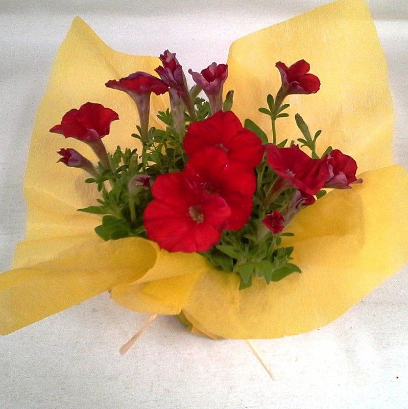 Plantas de Flor Caja 15 plantas.