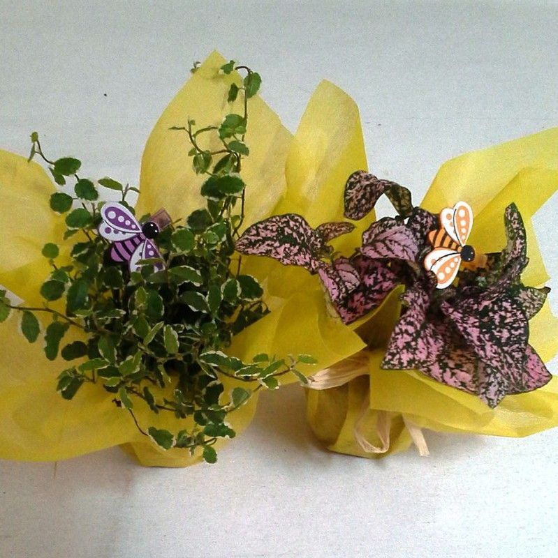 Plantas Interior Caja 24 plantas