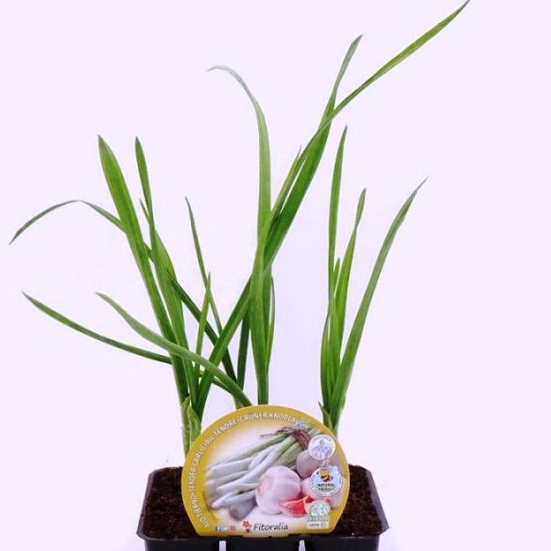 Plantel ajos 48 uds.