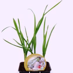 Plantel ajos 48 uds.