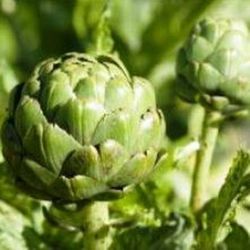 Plantel Alcachofas de Lorca Pack 4 uds.